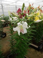 [4165 Zambesi Mak No101.JPG]